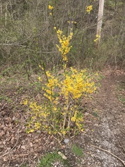 Forsythia viridissima