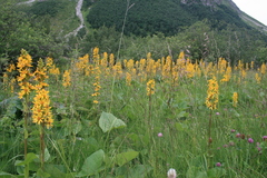 Ligularia subsagittata