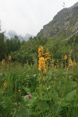 Ligularia subsagittata