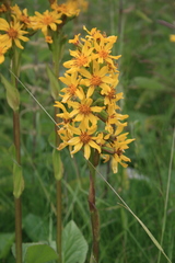 Ligularia subsagittata