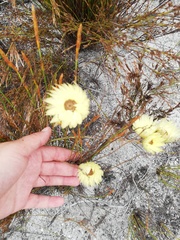 Edmondia