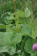 Ligularia subsagittata
