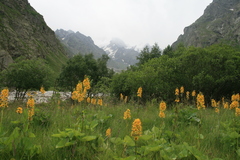 Ligularia subsagittata