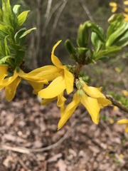 Forsythia viridissima