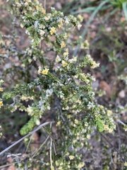 Thymelaea hirsuta