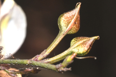 Carlowrightia neesiana