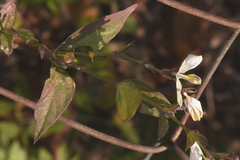 Carlowrightia neesiana