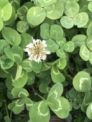 Trifolium repens
