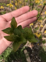 Forsythia viridissima