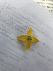 Forsythia viridissima