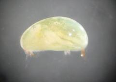 Psychrodromus robertsoni