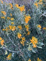 Medicago arborea