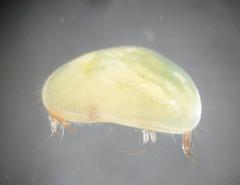 Psychrodromus robertsoni