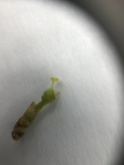 Forsythia viridissima