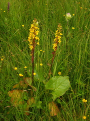 Ligularia subsagittata