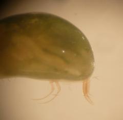 Psychrodromus robertsoni