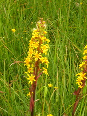 Ligularia subsagittata