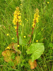 Ligularia subsagittata