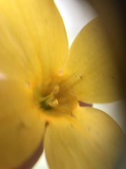 Forsythia viridissima