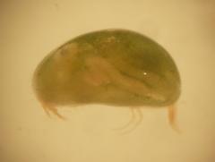 Psychrodromus robertsoni