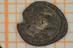 Carlowrightia neesiana