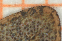 Carlowrightia arizonica