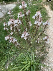 Asphodelus ramosus