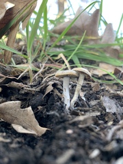 Tephrocybe