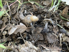 Tephrocybe