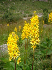 Ligularia subsagittata