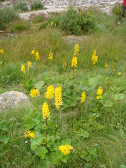 Ligularia subsagittata