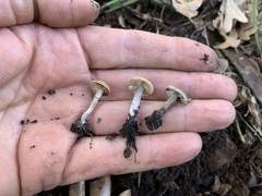 Tephrocybe