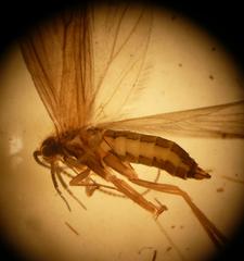 Wormaldia occipitalis