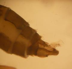 Wormaldia occipitalis