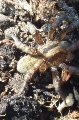 Arctosa personata