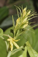 Streblacanthus parviflorus