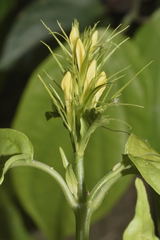 Streblacanthus parviflorus