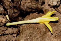 Streblacanthus parviflorus