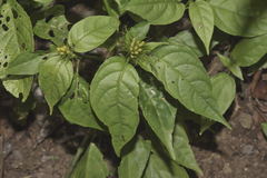 Streblacanthus parviflorus