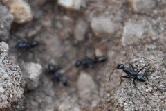 Cataglyphis piliscapa