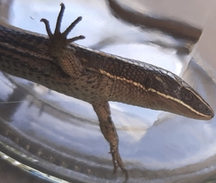 Pholidobolus montium