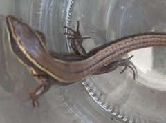 Pholidobolus montium