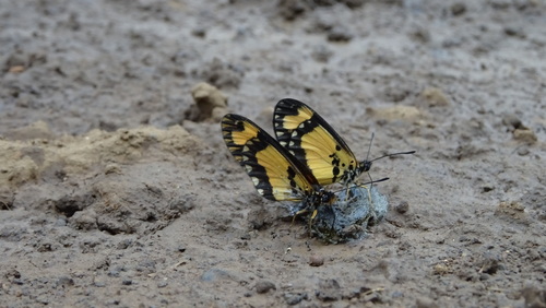 Orange-streak Acraea