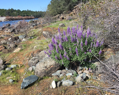 Lupinus albifrons collinus