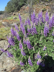 Lupinus albifrons collinus