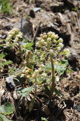 Petasites albus