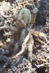 Arctosa personata