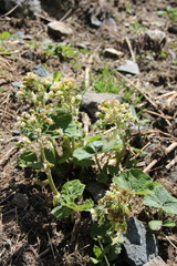 Petasites albus