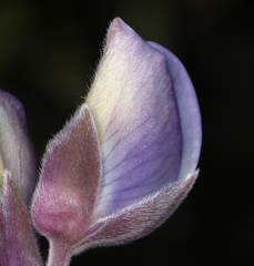 Lupinus albifrons collinus