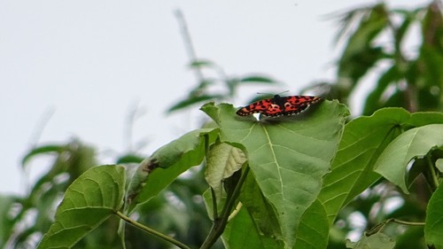 Ethiopian Acraea